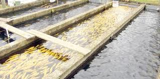 How to Start a Fish Farming Business