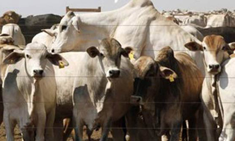 cattle farming in pakistan feasibility