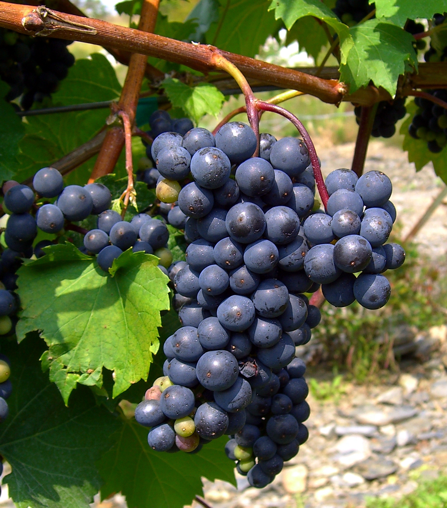 Grapes Farming in Pakistan, NARC Black and King Ruby Grapes plants