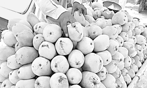 Pakistan yet to export mangoes to Japan
