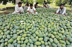 Mango Sweetens Pakistan Ramadan