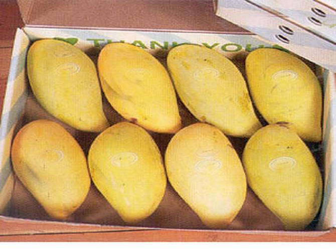 Mango export to US almost halted