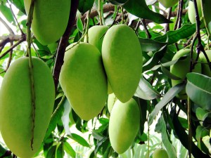 Mangoes