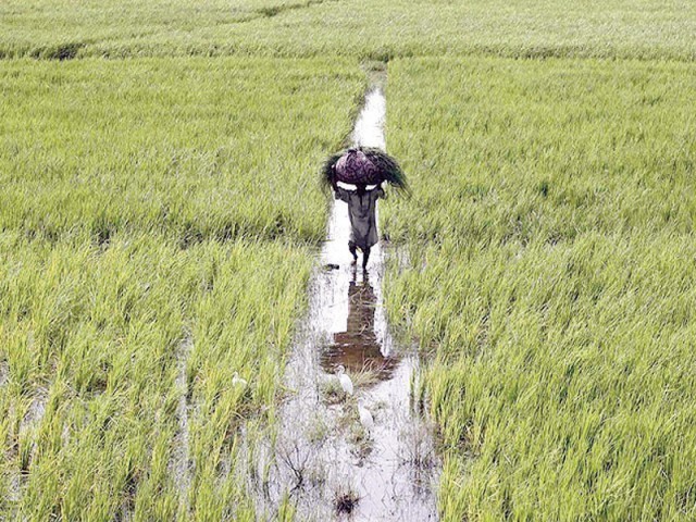 Scientists say Indian farmers draining Pakistan’s waters