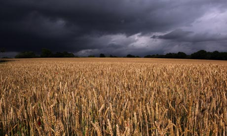 US Department of Agriculture probes Oregon Monsanto GM wheat mystery