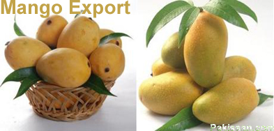 Mango Export from Pakistan and WTO Regime on Food & Agriculture