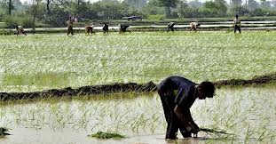 Steep fall in rice exports