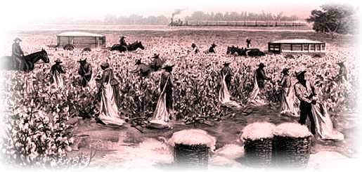 History of Cotton