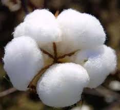 Cotton yarn, raw cloth exports on the rise