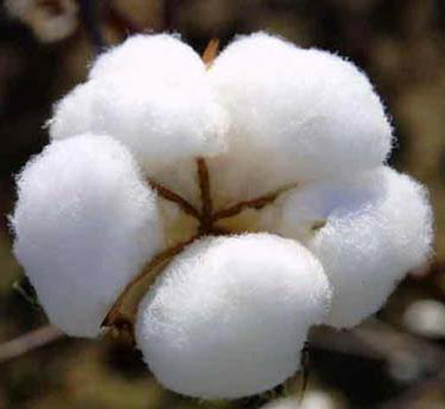 Raw cotton export touches all-time high level
