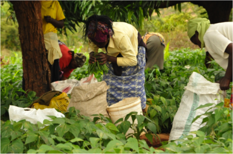 Cultivating youth entrepreneurship through agribusiness