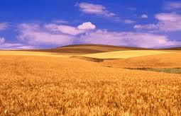 Wheat procurement to start in Punjab on May 1