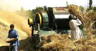 Pakistan. ‘Punjab likely to achieve wheat production target’