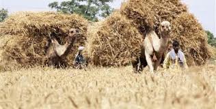 Government may miss 25 million tons of wheat production target