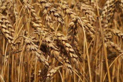 Types of Wheat Grain