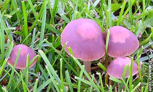 The Most Easy and Economical Mushroom Cultivation Methodology