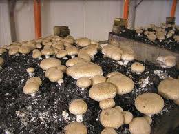 Oyster Mushroom Cultivation