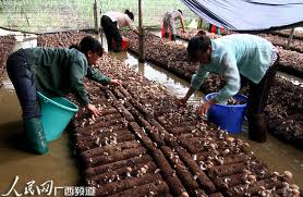 Mushroom production methods