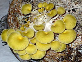 Mushroom Cultivation