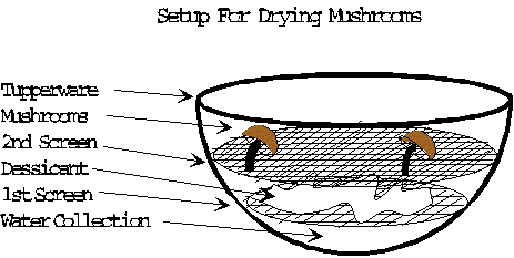 Drying and Preservation  of the Mushrooms