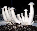 MUSHROOM CULTIVATION BY PEOPLE WITH DISABILITIES - A guide