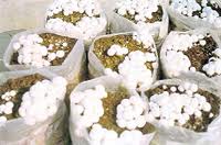 Scope of mushroom production yet to be mushroomed fully