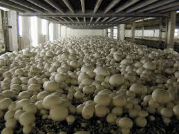 Punjab farmers reaping rich dividends with Mushroom cultivation