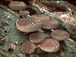 Mushroom: a nutritious edible fungus