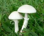 Technical support be provided for mushroom cultivation