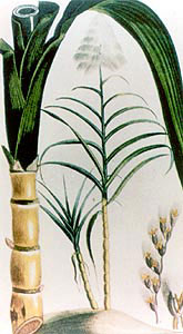 All About /Crop/Sugarcane