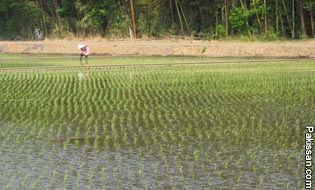 Adopting latest rice planting systems