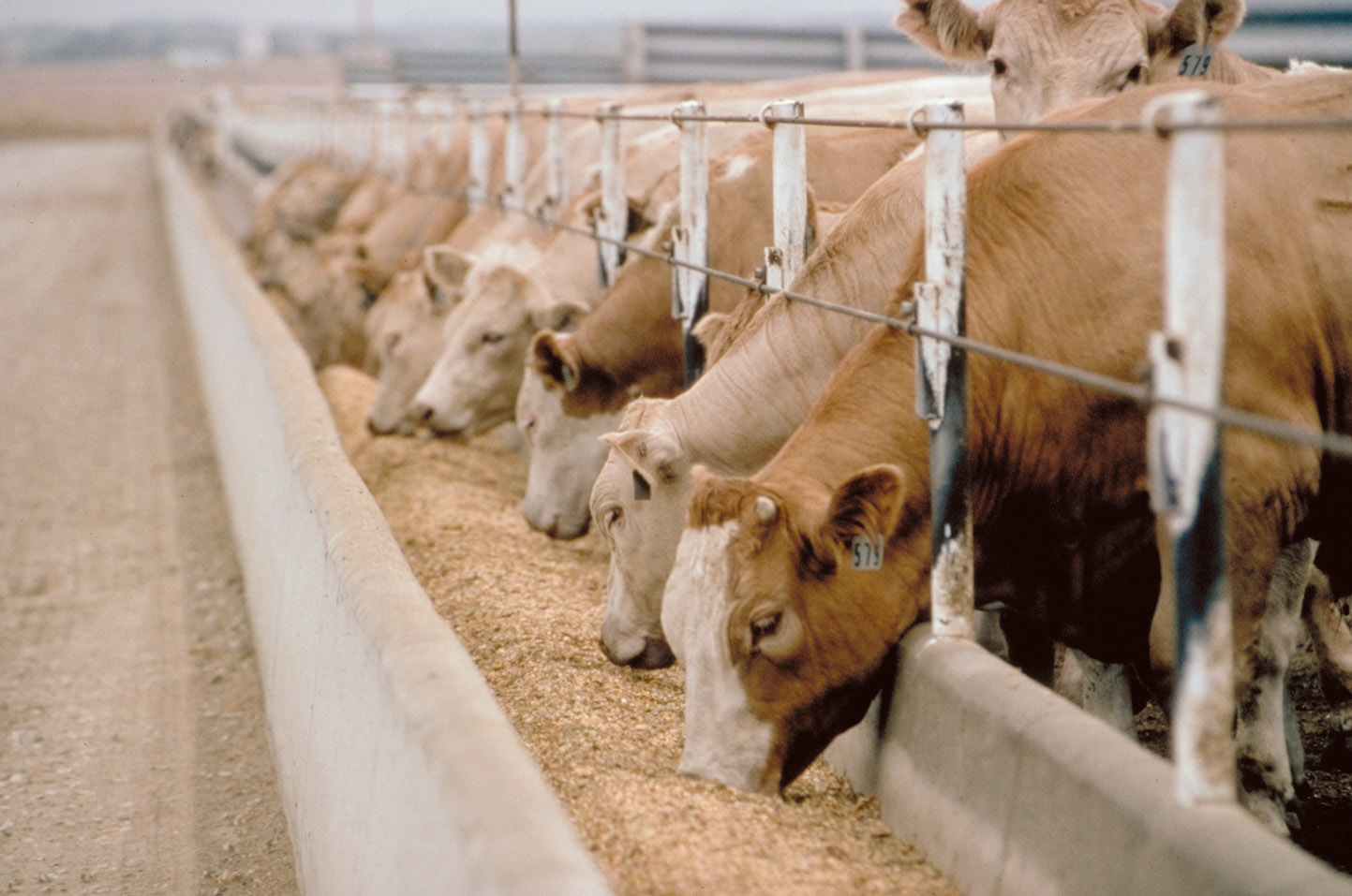 Live Stock Business in Paksitan