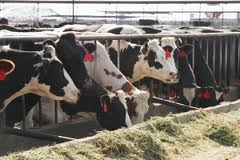 CATTLE IN FEEDLOTS MUCH HIGHER THAN FORECASTED