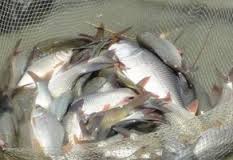 Investing in Fish Farming in Pakistan