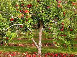 Information about fruit trees, plants and trees for sale