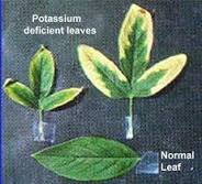 Role of Potassium in Plants