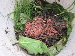 A Way to Recycle Food Waste: VERMICOMPOSTING