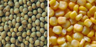 US Midwest soya bids higher