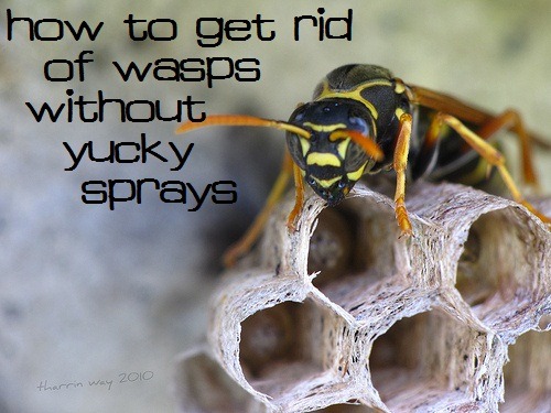 Natural Wasp Spray: We Got Rid of our Wasps, No Raid Required!