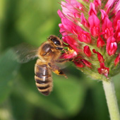 Honeybees and Agriculture – how to ensure a fruitful collaboration