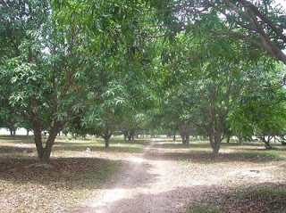 Multan : Seminar for Profitable Mango Farming