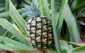 A Success Story of Commercialization of Pineapple in Pakistan