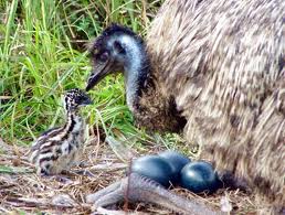 Why Emu farming in Bihar is a very good idea!