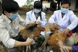 What the Chinese experience of bird flu can teach us