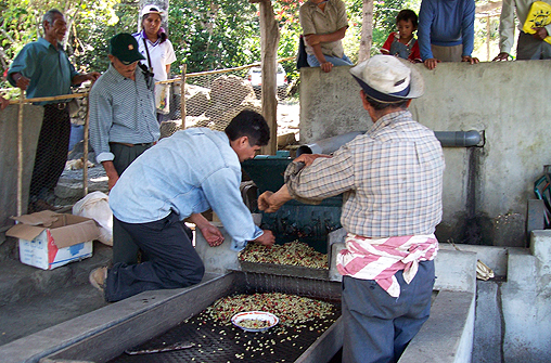 Promoting Productive Uses of Electricity in Rural Areas of Peru: Experiences and Lessons Learned