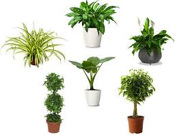 Six Air Purifying House Plants