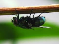 How to Get Rid of Botfly Eggs (DIY)