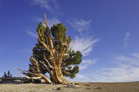 What is killing the Earth’s oldest and biggest trees?