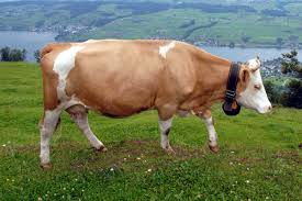 Some say cows are killing the earth. So do we need to ban beef?