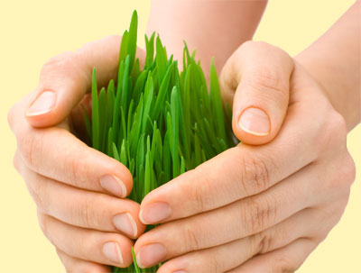 To give or not to give patents to plant breeders?